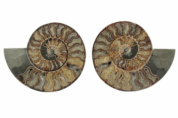 Large, Cut & Polished Ammonite Fossil - Very Large #342139